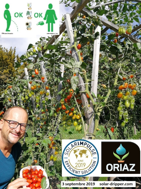Solar-dripper-Tomates-3-sept-2019-fr_2022-08-17.jpg